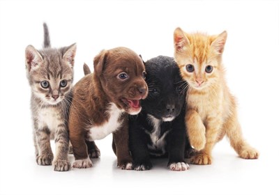 חידון החתולים/כלבים🐱🐶