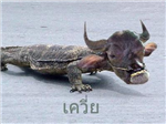 ทักกี้เป็นเควี่ยหรือหนอนปลวก?