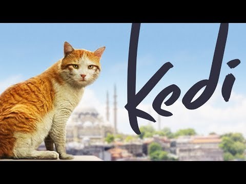 Kedi