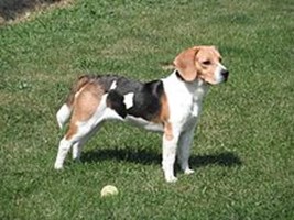Köpek