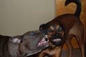 How Long Would You Last In A Dog Fight?