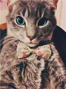 ¿ Te Gustan Los Gatos ? O No