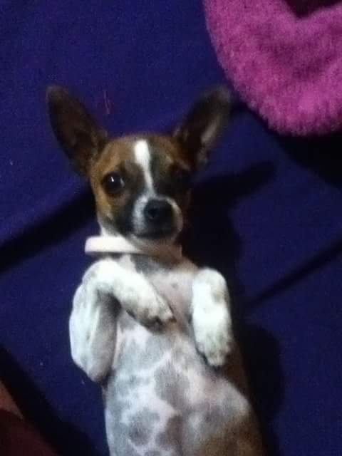 Eres Crak O Fail