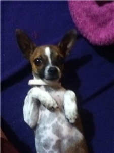 Eres Crak O Fail