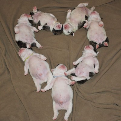 Pibble 3 pibble sevenler yapsin👅