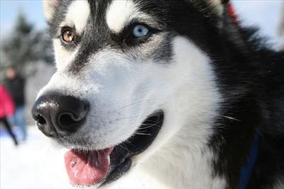 What Type Of Dog Should You Have?