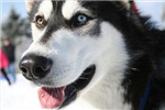 What Type Of Dog Should You Have?