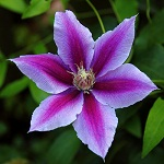 Gift Flowers