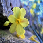 Jasmine