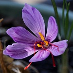 Saffron
