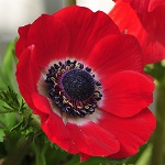 Anemone