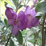 Sage