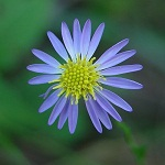 Aster