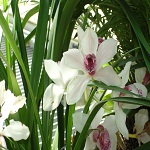 Orchid
