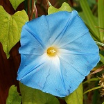 Morning Glory