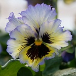 Pansy