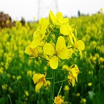  Mustard