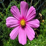 Cosmo