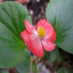 Begonia