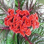 Celosia