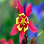Columbine