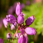 Heather 