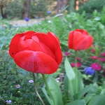 Tulip