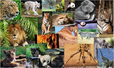 Que Animal Sos?