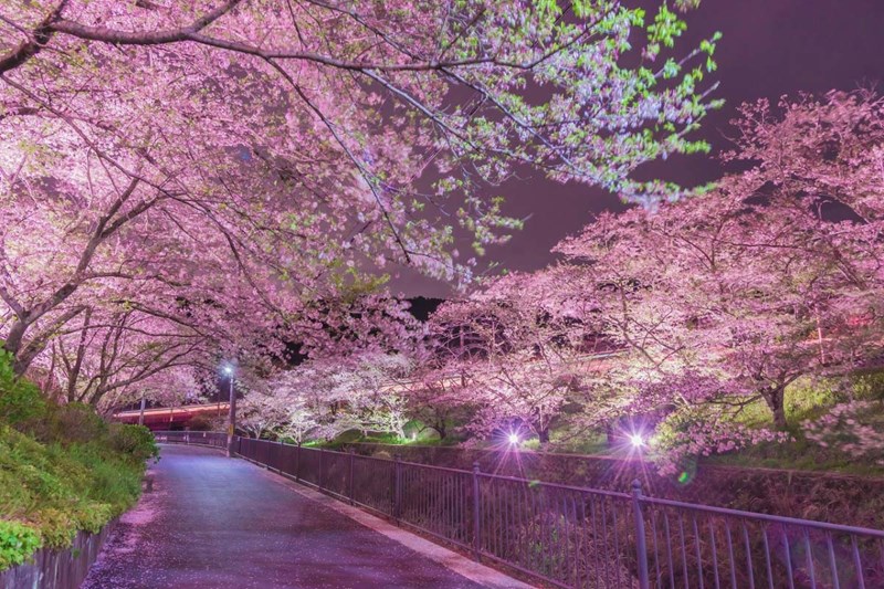 Bunga sakura di Jepang 