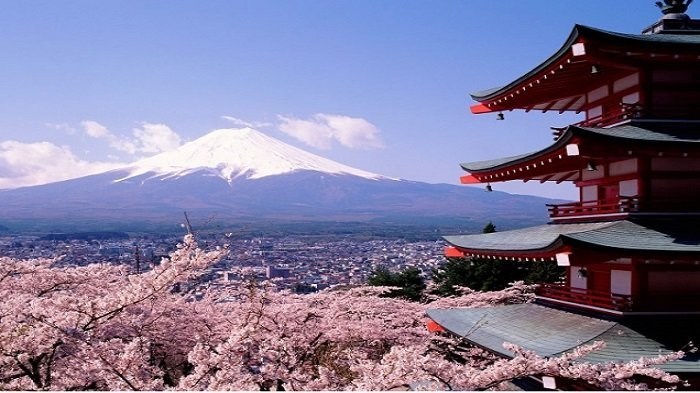 Jepang dan bunga sakura 