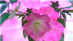 Flower Gifts By Shane