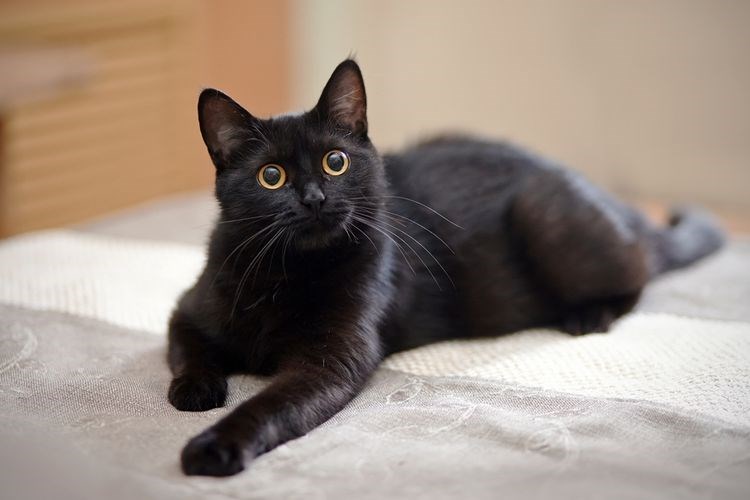 Yuk Pahami Perasaan Kucing Anda