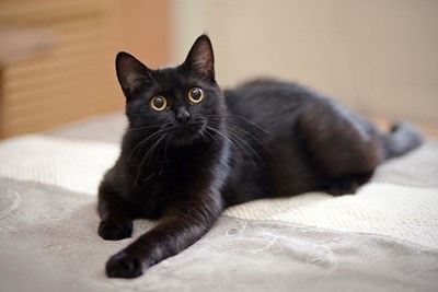 Yuk Pahami Perasaan Kucing Anda