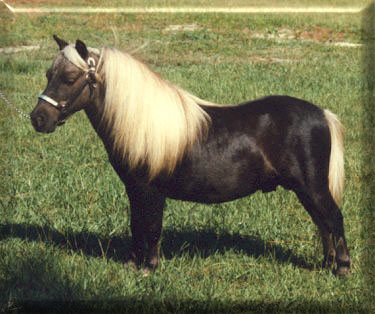 Cavalli