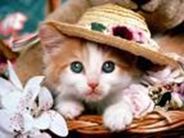 Aşk Mı? Para Mı?
