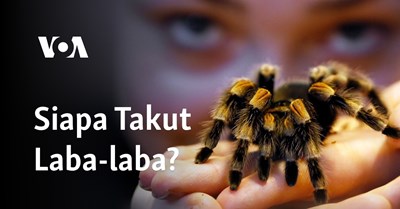 Seberapa takut anda pada laba laba