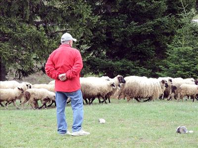 Dali Si Coban, Debil, Ufur Ili Acab.. Napravio:Aco