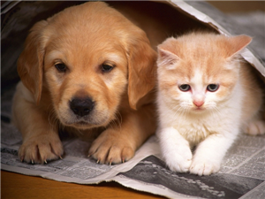 Você Seria Gato Ou Cachorro?