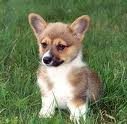 Puppies