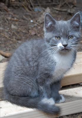 What Is The Best Pet For You?