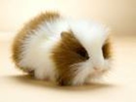 How Guinea Pig Are You