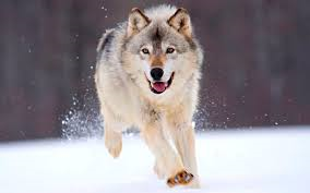 Que Animal Eres