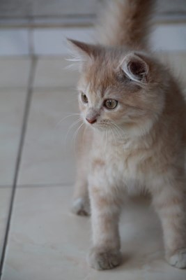 Kucing Lucu 💖❤️😺❤️
