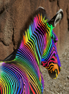 What Animal Are You? (Resulst May Vary)