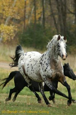 What Type Of Horse Are You?