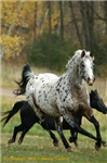 What Type Of Horse Are You?