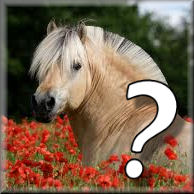 Quel Cheval Êtes-Vous ? (Par Soncheval.Com)