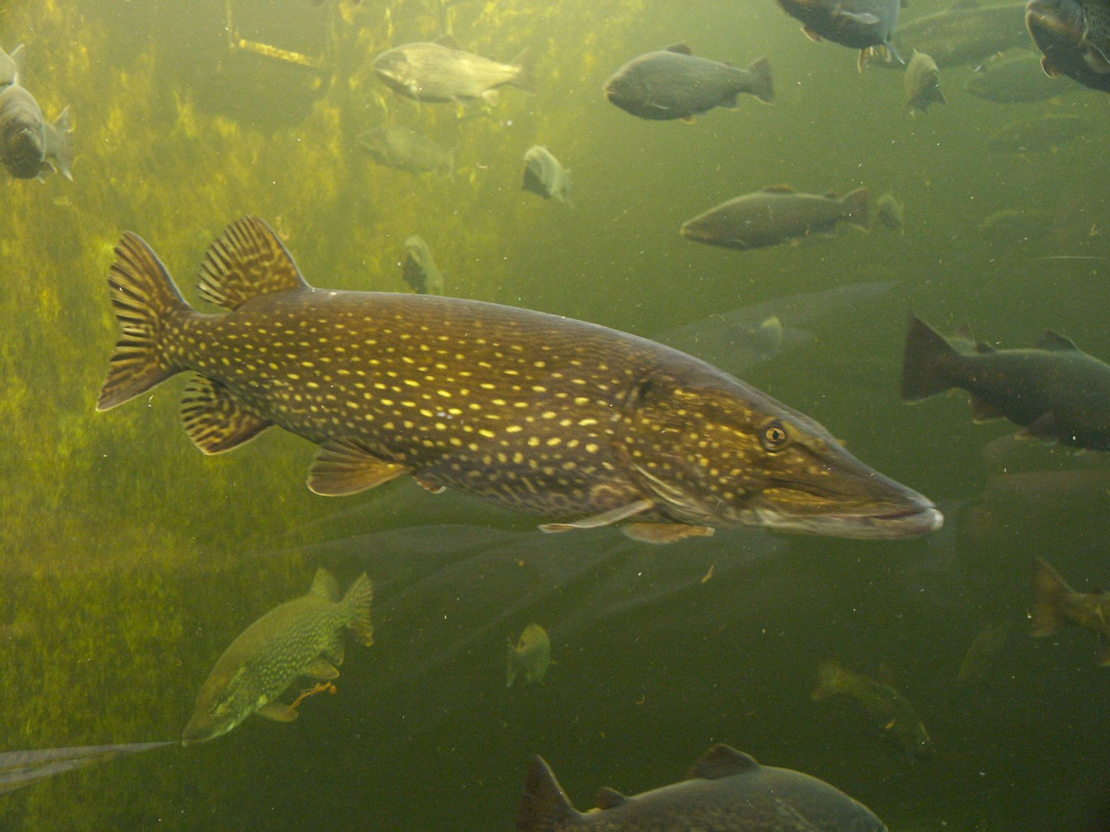 Pesce papera