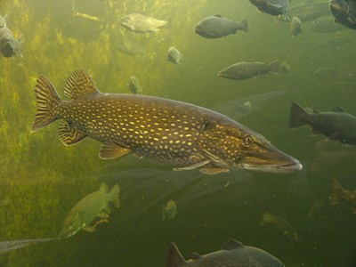 Pesce papera