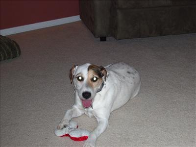 What Kind Of Dog Are You